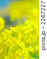 菜の花 2267227
