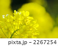 菜の花 2267254