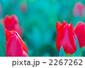 チューリップ 2267262