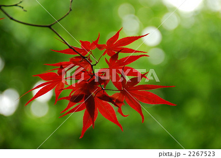 春の紅葉 春の紅葉 2267523