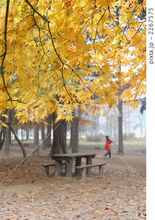 韓国・南怡島(ナミソム)の紅葉 韓国・南怡島(ナミソム)の紅葉 2267575