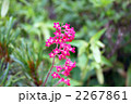 2267861