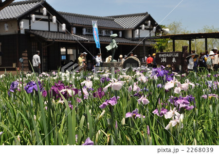 前川あやめ園 2268039