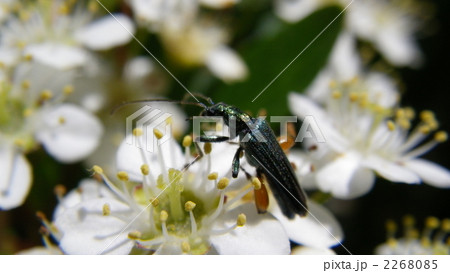 フタイロカミキリモドキ 2268085