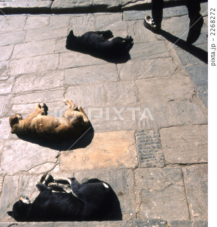 熟睡中の犬3匹 カトマンズ スワヤンブナート寺院にて 熟睡中の犬3匹 カトマンズ スワヤンブナート寺院にて 2268272
