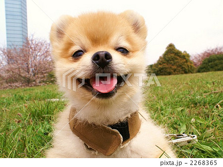 ぽんたのお花見４ 2268365