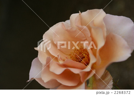 バラ（ジュリア） 2268372