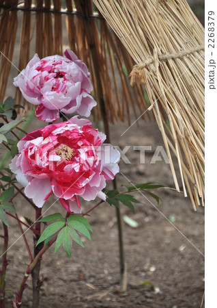 寒牡丹 2268379