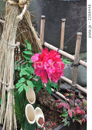 牡丹 牡丹 2268448