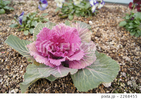 寒い日の葉牡丹 2268455