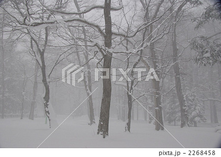 吹雪の木々 2268458