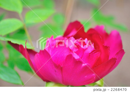 牡丹 2268470