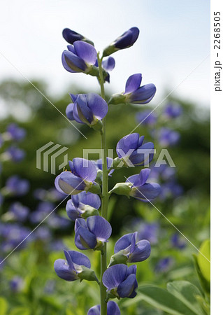 ムラサキセンダイハギ 2268505