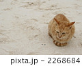 砂浜の子猫 2268684
