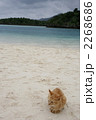 砂浜でのんびり猫 2268686