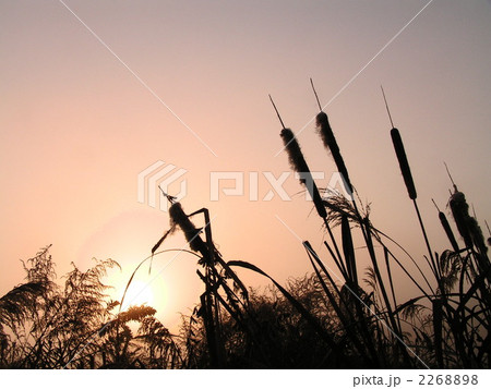 朝日とガマ 2268898