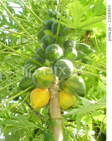 パパイヤの実 2268905