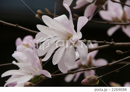 コブシの花 2269086