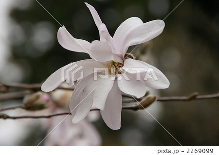 コブシの花 コブシの花 2269099