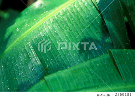 バナナの葉 2269181