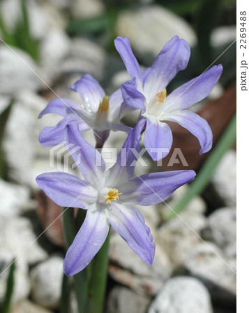 チオノドクサ・ルシリエ チオノドクサ・ルシリエ 2269488