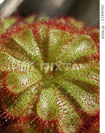 ドロセラ　クネイフォリア 2269492