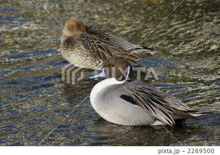 起してごめんね　尾長鴨くん 2269500