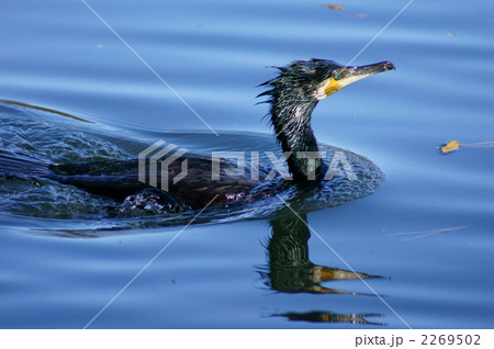 みごとな潜水でした川鵜さん 2269502