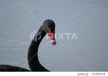 何か頂戴❢　黒鳥 2269509