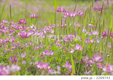 4月　レンゲソウ・マメ科18群生地 2269743