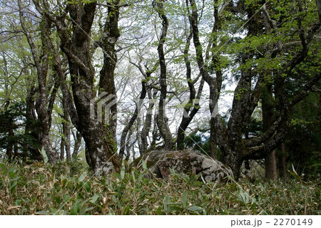 比婆山御陵 2270149