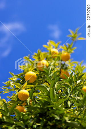 ミカンの木 2270700