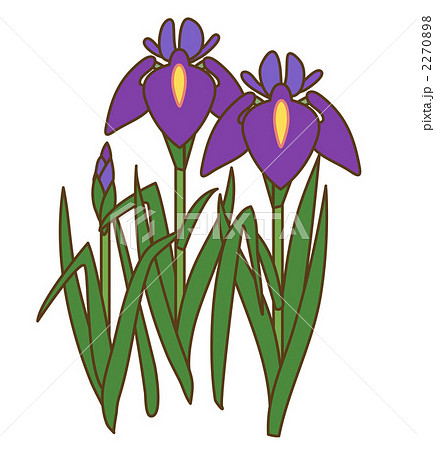 菖蒲 2270898