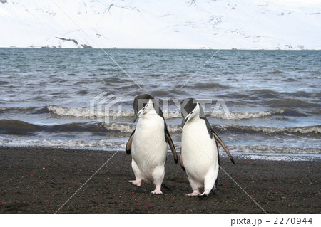 デセプション島のヒゲペンギン3 2270944