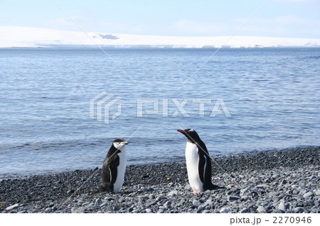 ハーフムーン島のジェンツィーペンギンとヒゲペンギンの写真素材