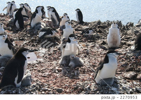 ヒゲペンギンのルッカリー ヒゲペンギンのルッカリー 2270953