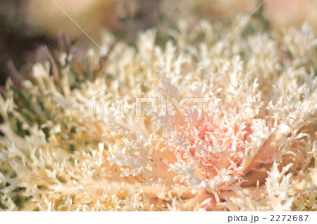 葉牡丹（白くじゃく） 2272687