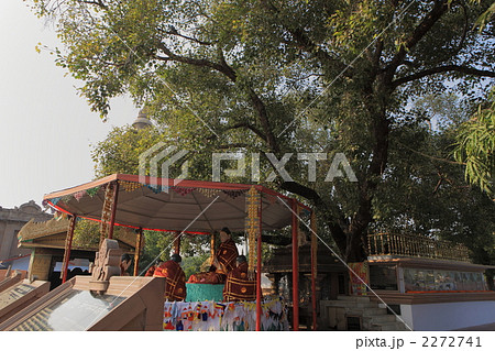 サルナートのブッタガヤ移植の菩提樹 サルナートのブッタガヤ移植の菩提樹 2272741