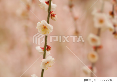 ウメ 09 2272761