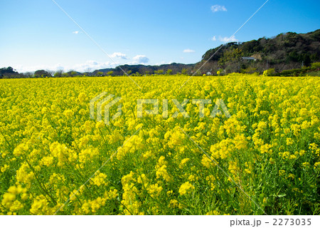 菜の花畑 2273035