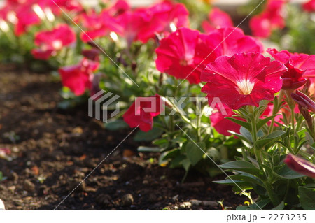 5月 サフィニア・ナス科23 5月 サフィニア・ナス科23 2273235