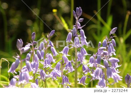 5月 シラーカンパヌラタ・ユリ科11 5月 シラーカンパヌラタ・ユリ科11 2273244