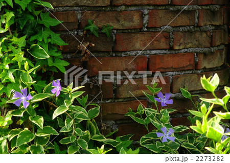 5月 ツルニチニチソウ・キョウチクトウ科11 5月 ツルニチニチソウ・キョウチクトウ科11 2273282