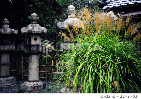 京都 離宮八幡宮のすすき 京都 離宮八幡宮のすすき 2273703