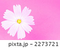 コスモス 2273721