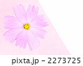 コスモス 2273725