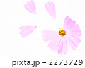 コスモス 2273729