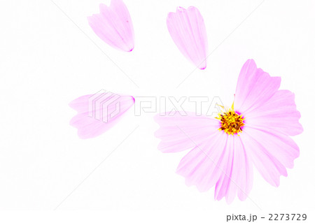 コスモス 2273729