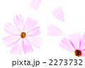 コスモス 2273732