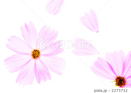 コスモス 2273732